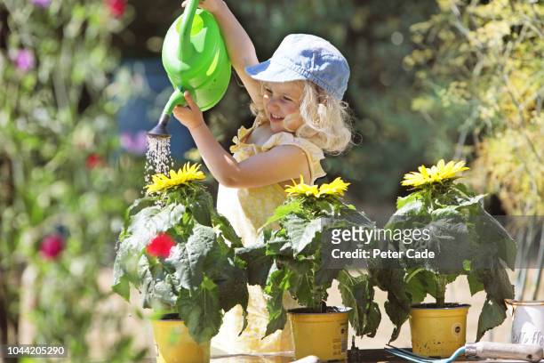 young girl watering sunflowers in garden - gießkanne stock-fotos und bilder