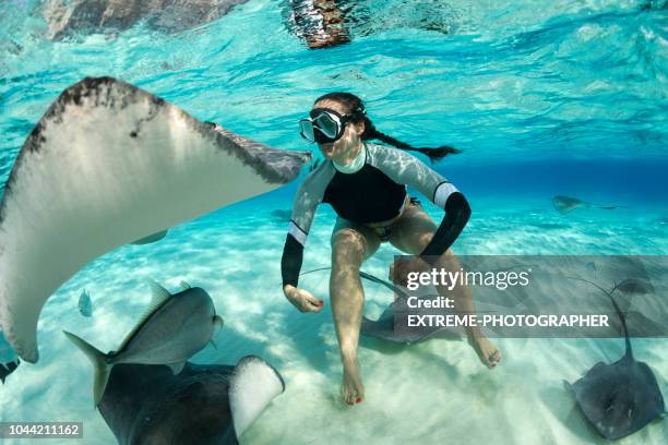 immersioni con pesce pastinaca - dasiatide foto e immagini stock