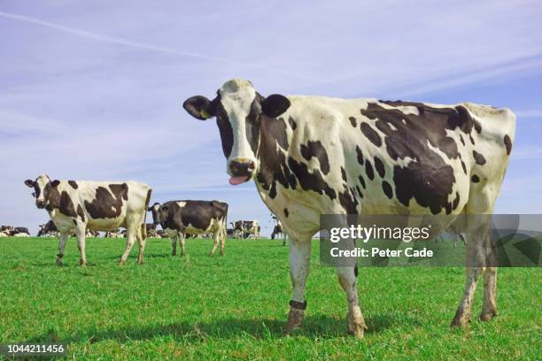 friesian cows in field - gado holstein friesian imagens e fotografias de stock