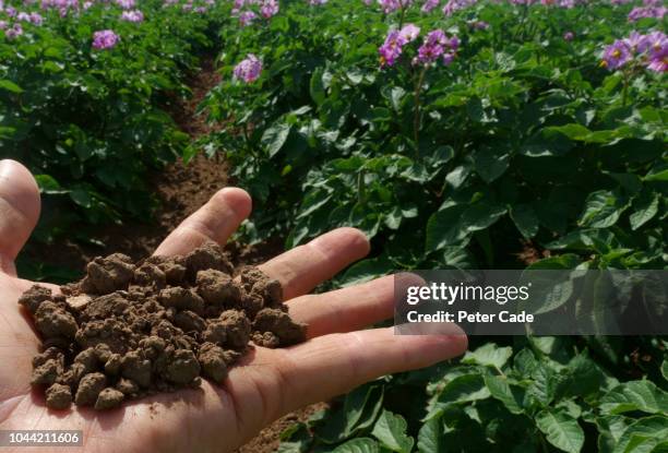 hand holding soil - fertilizer stock pictures, royalty-free photos & images