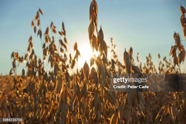 cereal crop in field at sunset - frühstücksflocken stock-fotos und bilder