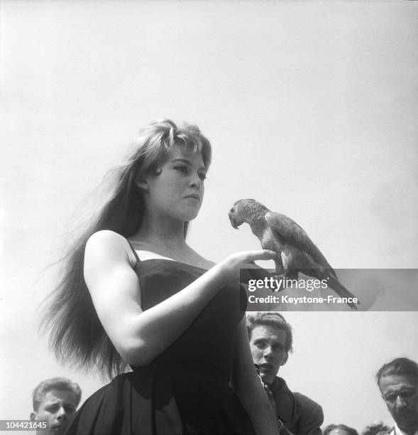 The French Actress Brigitte Bardot Posing With A Parakeet On The Beach Of Cannes, During The International Film Festival On April 16, 1956.