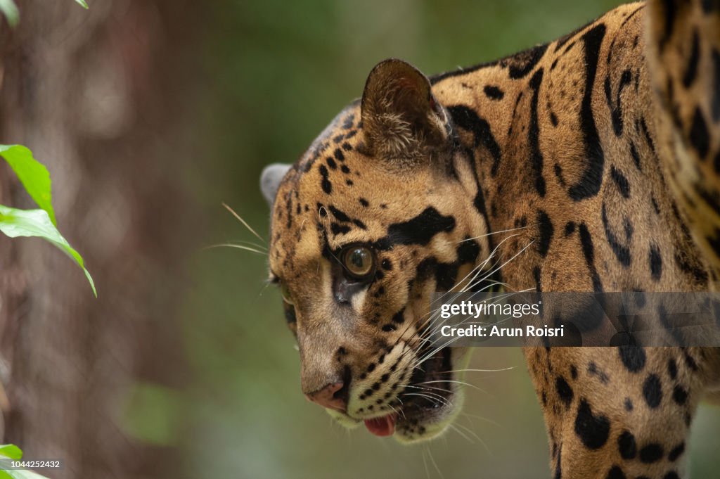 Head Shot Portrait of Beautiful Clouded Leopard (Neofelis Nebulosa)
