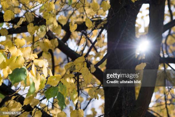 Sonnenstrahlen dringen durch gelbes Herbstlaub