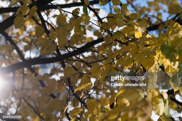 Sonnenstrahlen dringen durch gelbes Herbstlaub