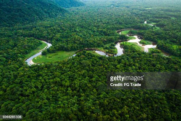 atlantischer regenwald in brasilien, mata atlantica - brasilien stock-fotos und bilder