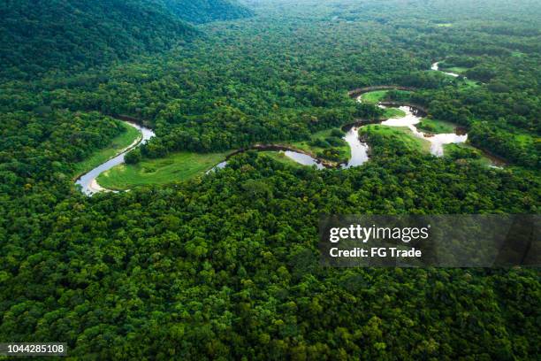 atlanten skog i brasilien, mata atlantica - jungle tree bildbanksfoton och bilder