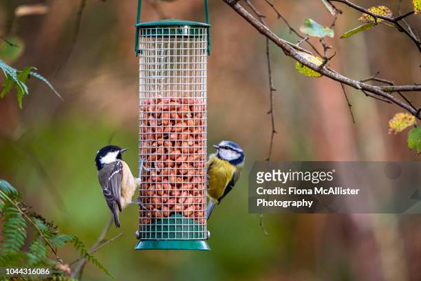 coal tit and blue tit feeding on peanuts in bird feeder - bird feeder foto e immagini stock