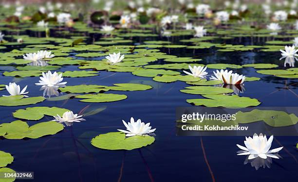 summer lake with water-lily flowers - nénuphar photos et images de collection