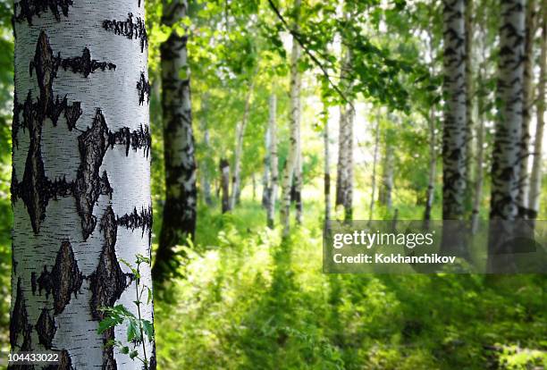summer birch woods - birch trees stock-fotos und bilder
