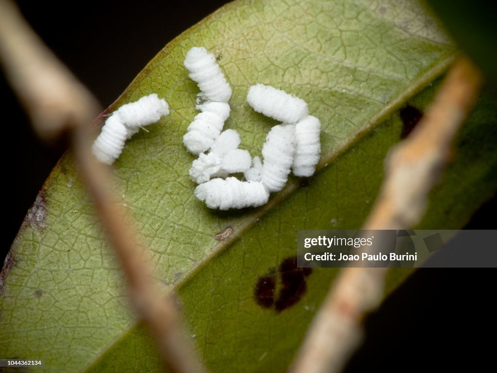 High angle wooly scale bugs macro