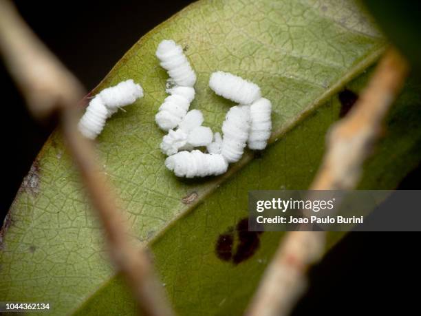 high angle wooly scale bugs macro - scale insect stock pictures, royalty-free photos & images
