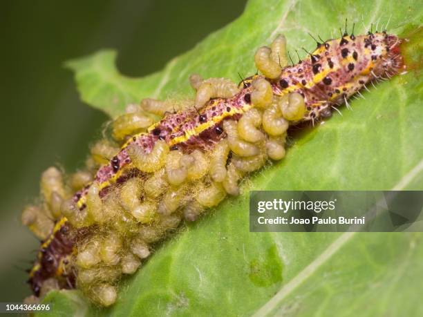 caterpillar parasited with wasp coccoons - parasitic ストックフォトと画像