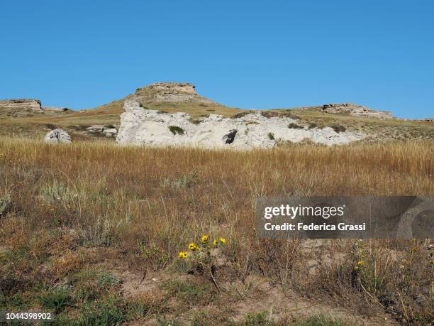 fossilized miocene sand dunes at agate fossil beds national monument, nebraska - miocene stock pictures, royalty-free photos & images