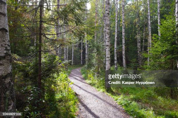 path in the drizzle - birch forest stock pictures, royalty-free photos & images
