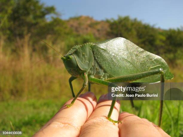 giant green katydid on hand - gafanhoto verde norte americano imagens e fotografias de stock