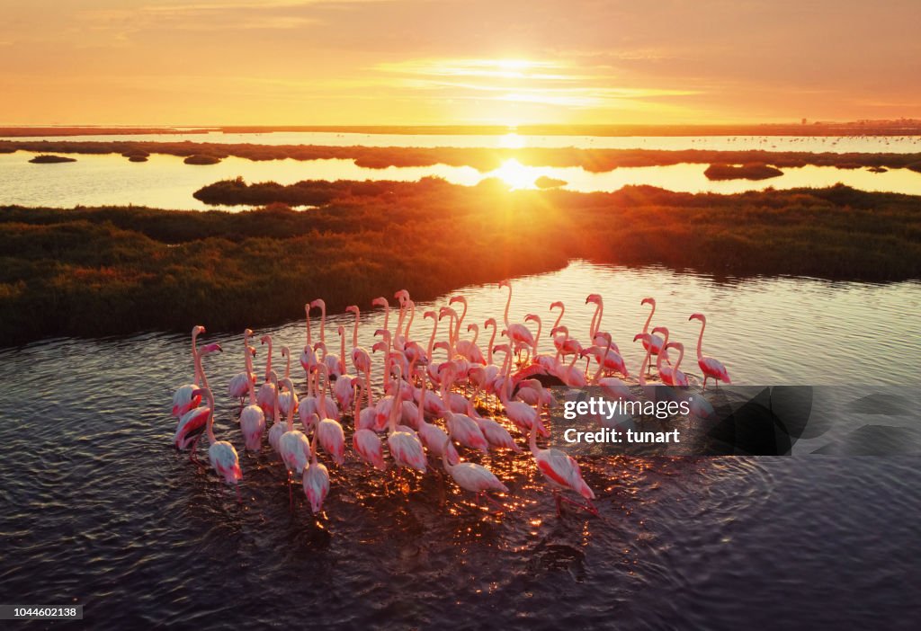 Flamencos en humedal durante puesta del sol