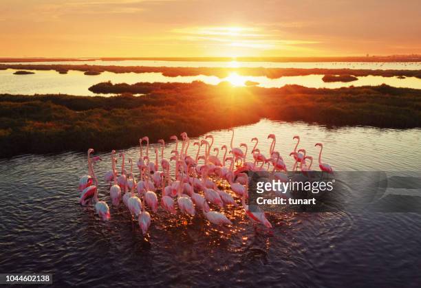 flamencos en humedal durante puesta del sol - animales salvajes fotografías e imágenes de stock