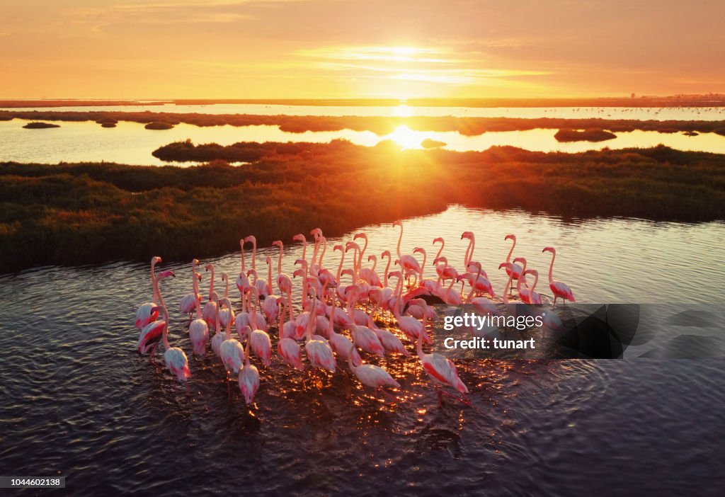 Flamingos in Wetland During Sunset