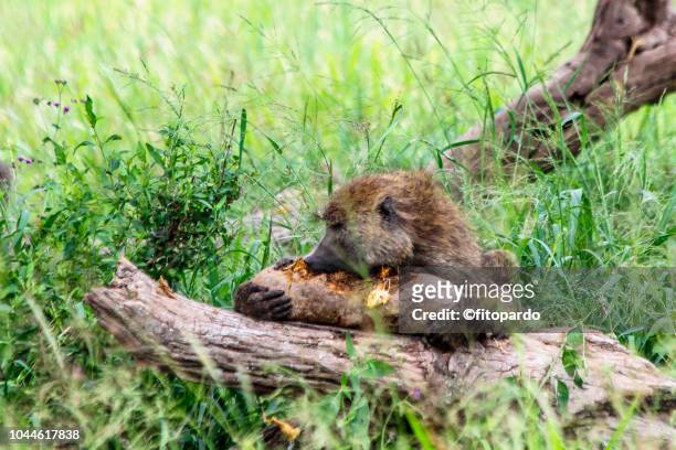 olive baboon eating - baboon stock pictures, royalty-free photos & images