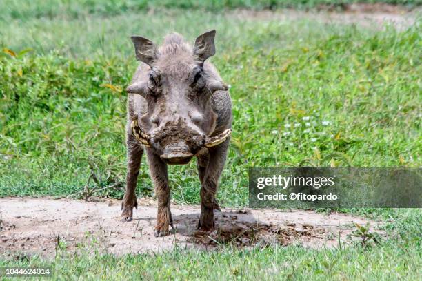 common warthogs looking at the camera - boar tusk stock pictures, royalty-free photos & images