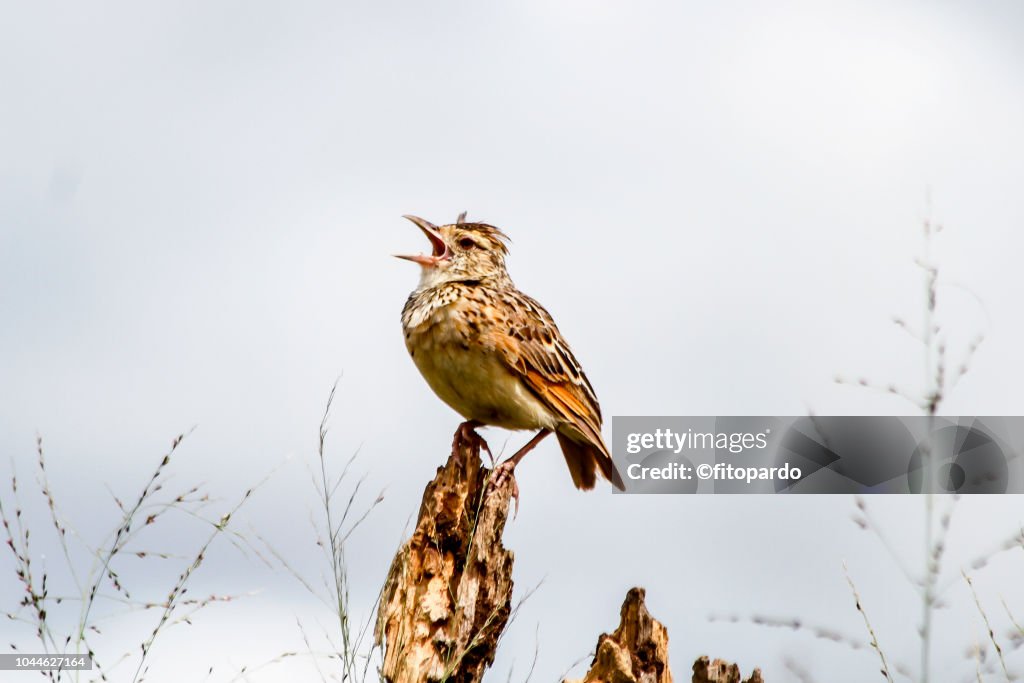 African pipit bird
