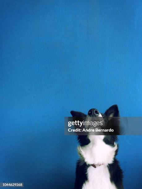 cute border collie - dog nose stock pictures, royalty-free photos & images