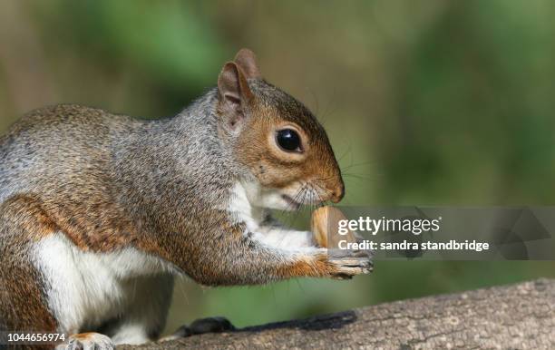 a cute grey squirrel (scirius carolinensis) eating an acorn sitting on a log. - squirrel acorn stock pictures, royalty-free photos & images