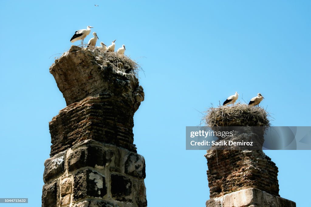 Group of storks in their nest