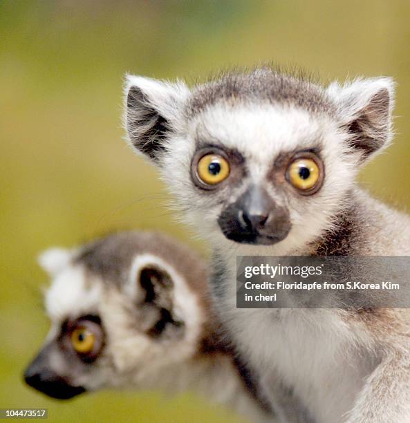 Promsimians 12,139 Prosimians Stock Photos, High-Res Pictures, and Images - Getty ...