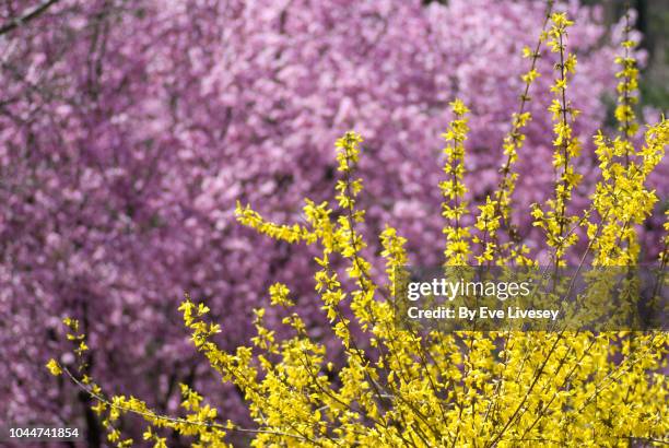 forsythia flowers - forsythia x intermedia spring glory stock pictures, royalty-free photos & images