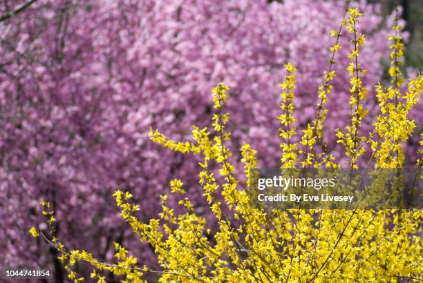 forsythia flowers - forsythia stock pictures, royalty-free photos & images