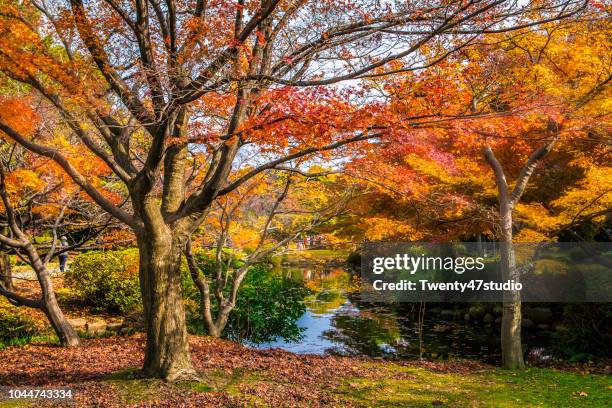 aerial view of beautiful autumn in japanese garden - november weather stock pictures, royalty-free photos & images