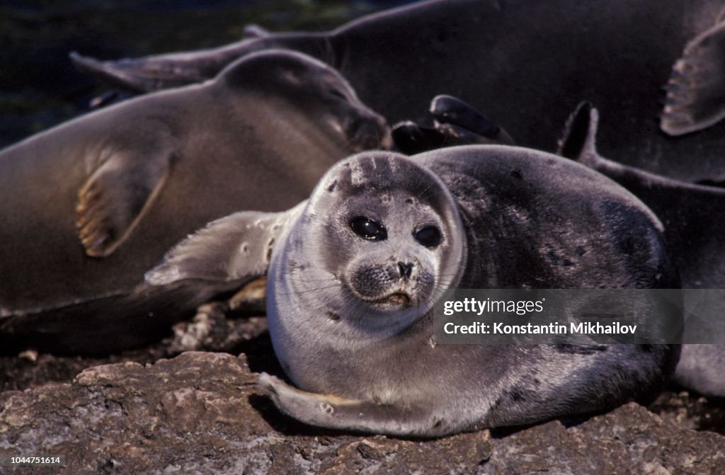Baikal Seal / Phoca sibirica. Baikal lake, Russia