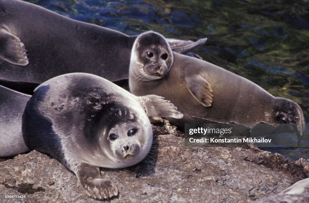 Baikal Seal / Phoca sibirica. Baikal lake, Russia