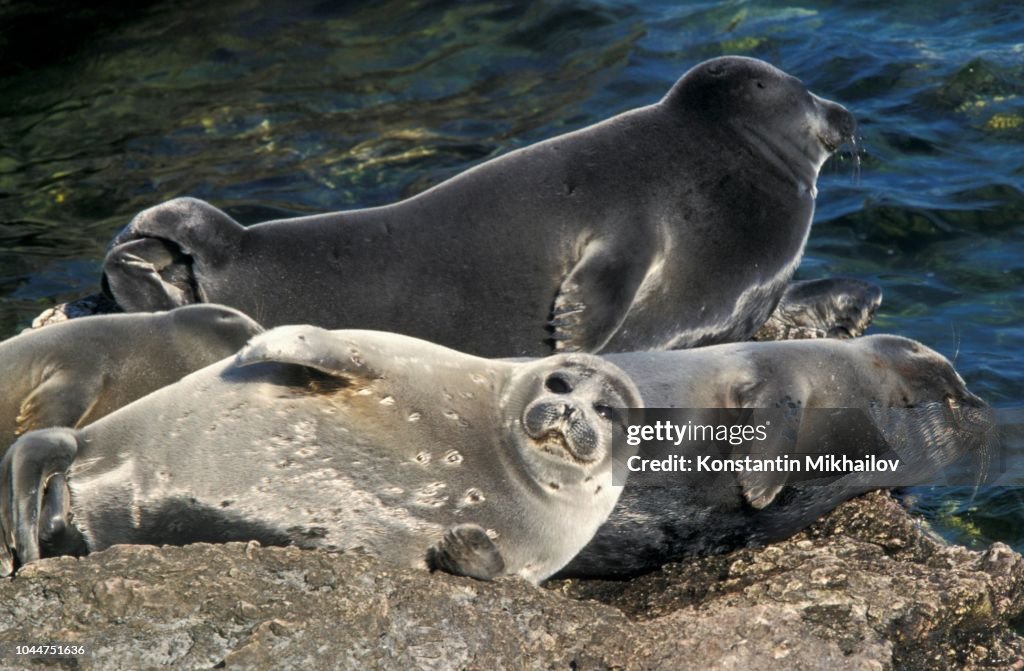 Baikal Seal / Phoca sibirica. Baikal lake, Russia