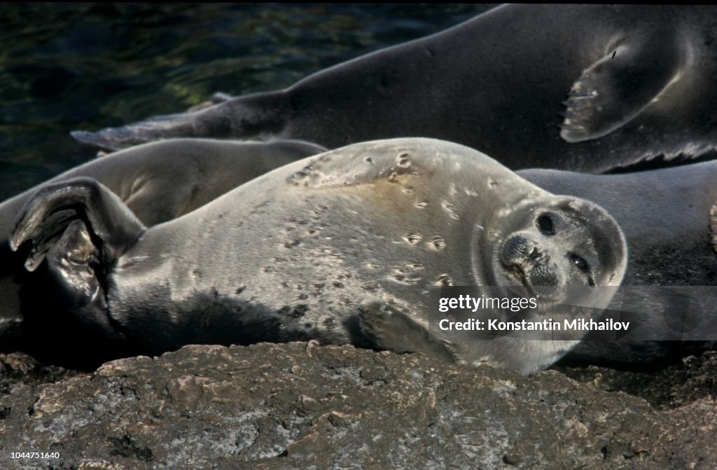 Baikal Seal / Phoca sibirica. Baikal lake, Russia