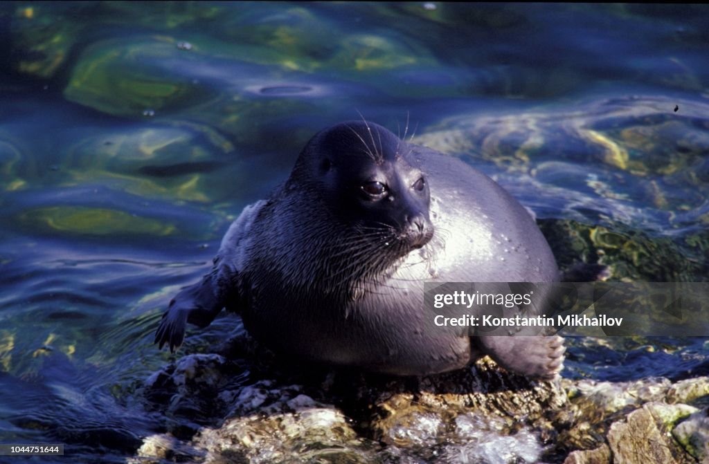 Baikal Seal / Phoca sibirica. Baikal lake, Russia
