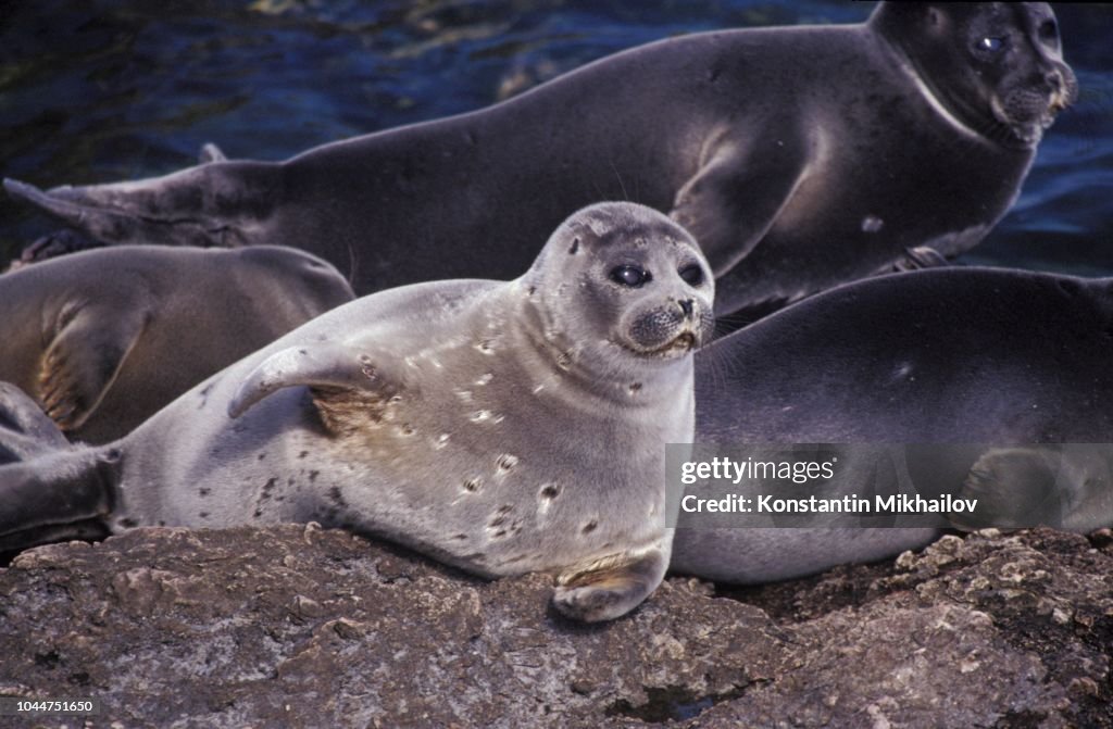 Baikal Seal / Phoca sibirica. Baikal lake, Russia
