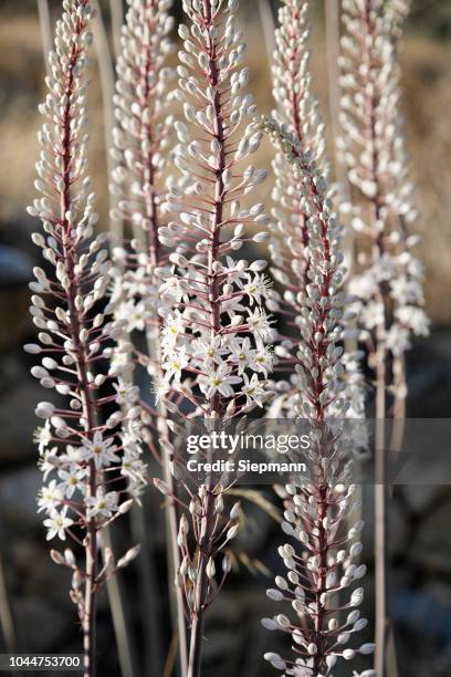red squill (urginea maritima), crete, greece - urginea maritima stock pictures, royalty-free photos & images