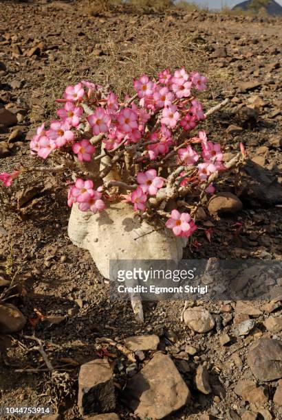 socotra desert rose or bottle tree, adenium obesum sokotranum, homhil plateau, socotra island, unesco world heritage site, yemen - desert rose socotra stock pictures, royalty-free photos & images