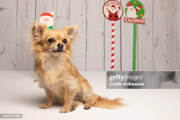 long haired chihuahua at christmas posing for the camera - long haired chihuahua stock-fotos und bilder