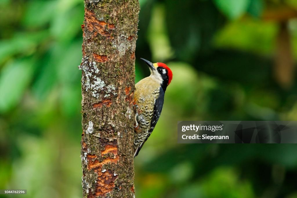 Red-crowned Woodpecker, Melanerpes rubricapillus, Costa Rica