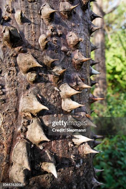 sand-box tree (hura crepitans), bark with spines, costa rica - hura crepitans stock pictures, royalty-free photos & images