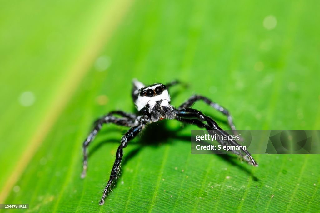 Jumping spider, Salticidae, Costa Rica