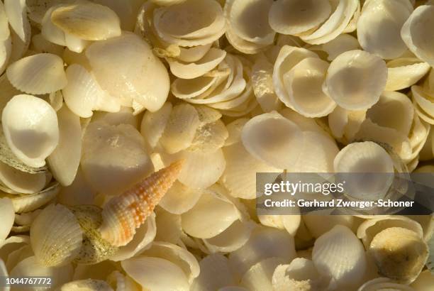 Perth Native Shell 41 Shell Beach Western Australia Stock Photos, High-Res Pictures, and ...