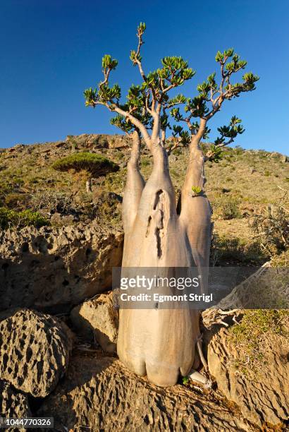 socotra desert rose or bottle tree, adenium obesum sokotranum, socotra island, unesco-world heritage site, yemen - desert rose socotra stock pictures, royalty-free photos & images
