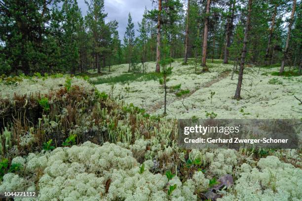 reindeer lichen (cladonia rangiferina), jotunheimen national park, norway, scandinavia - cladonia stock pictures, royalty-free photos & images