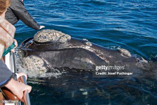 whale, walker bay, hermanus, south africa - hermanus - fotografias e filmes do acervo