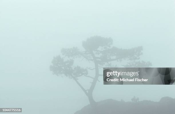 corsican pine pinus nigra laricio in the mist, corsica, france - pinus nigra laricio stock pictures, royalty-free photos & images